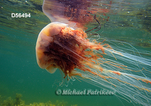 Lion's Mane Jellyfish (Cyanea capillata)